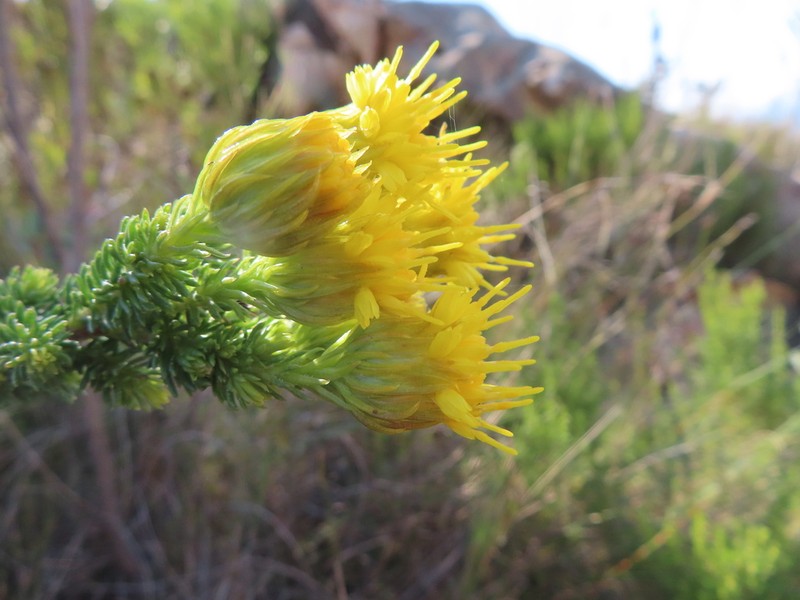 Pteronia camphorata photo 3