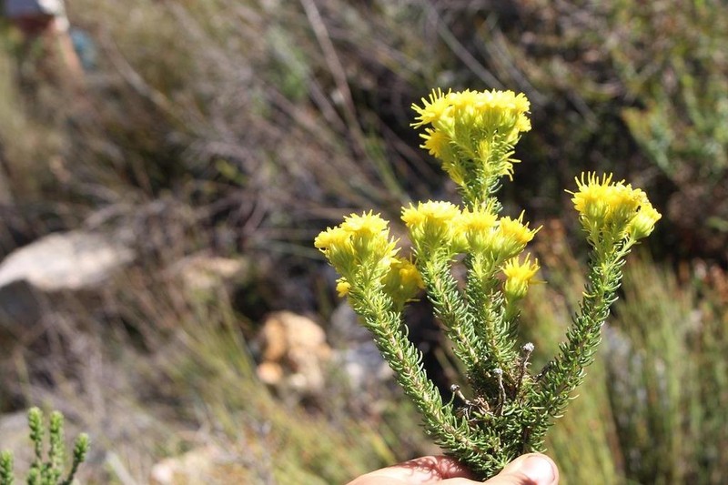 Pteronia camphorata photo 4