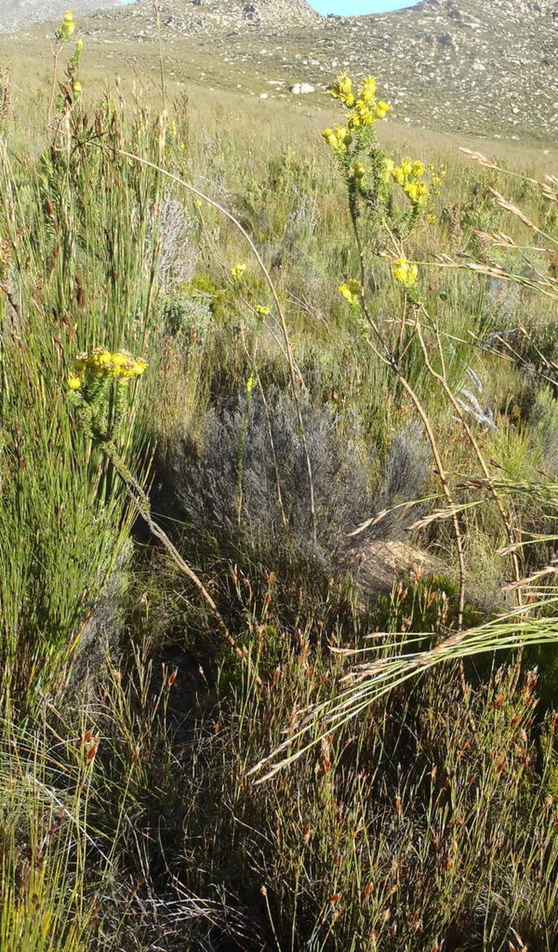 Pteronia camphorata photo 5