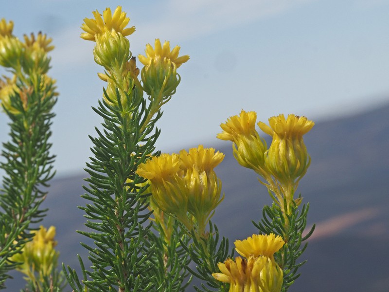 Pteronia camphorata photo 6