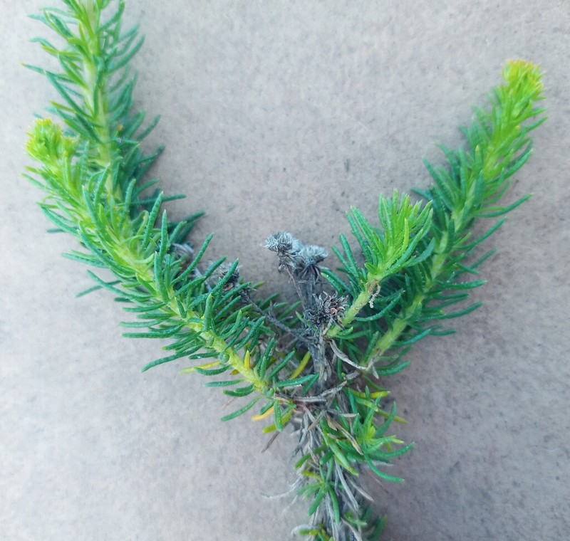 Pteronia camphorata photo 8