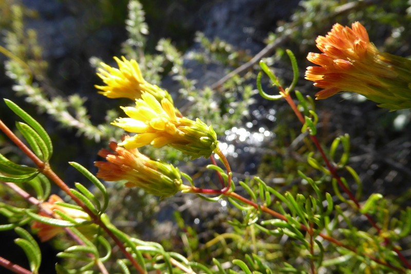 Pteronia cederbergensis photo 2