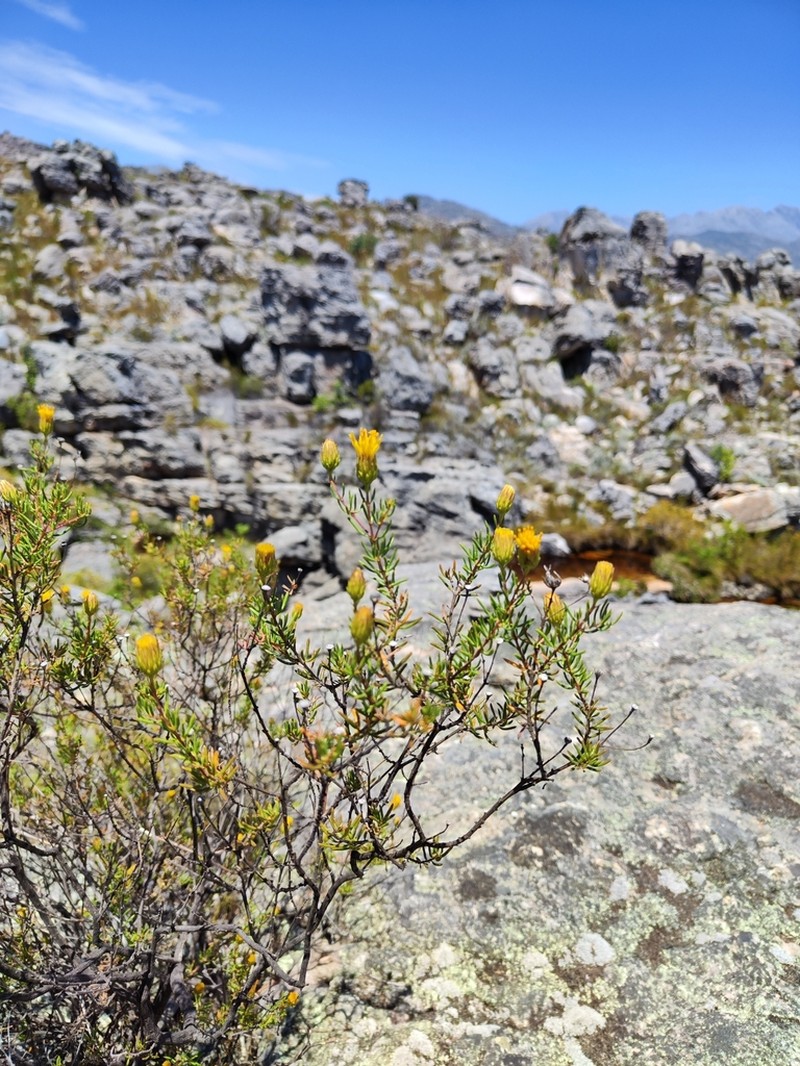 Pteronia cederbergensis photo 3