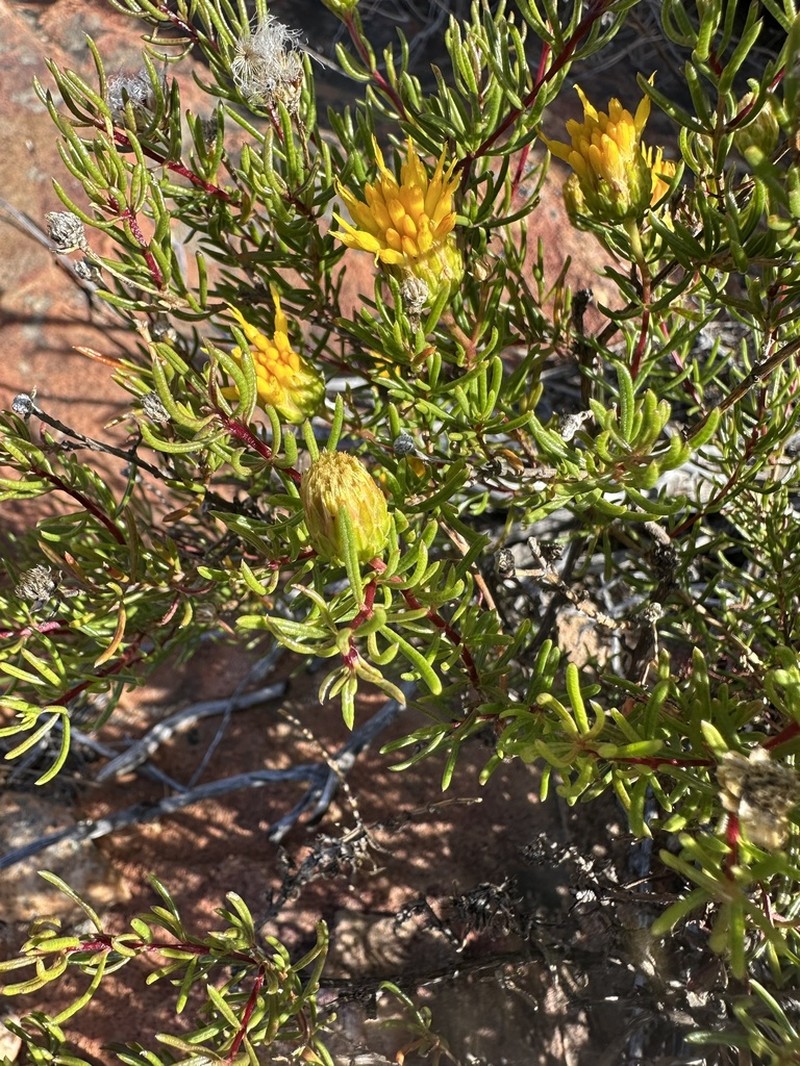 Pteronia cederbergensis photo 4
