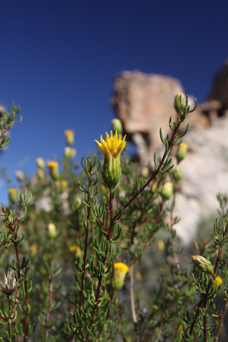 Pteronia cederbergensis photo 5