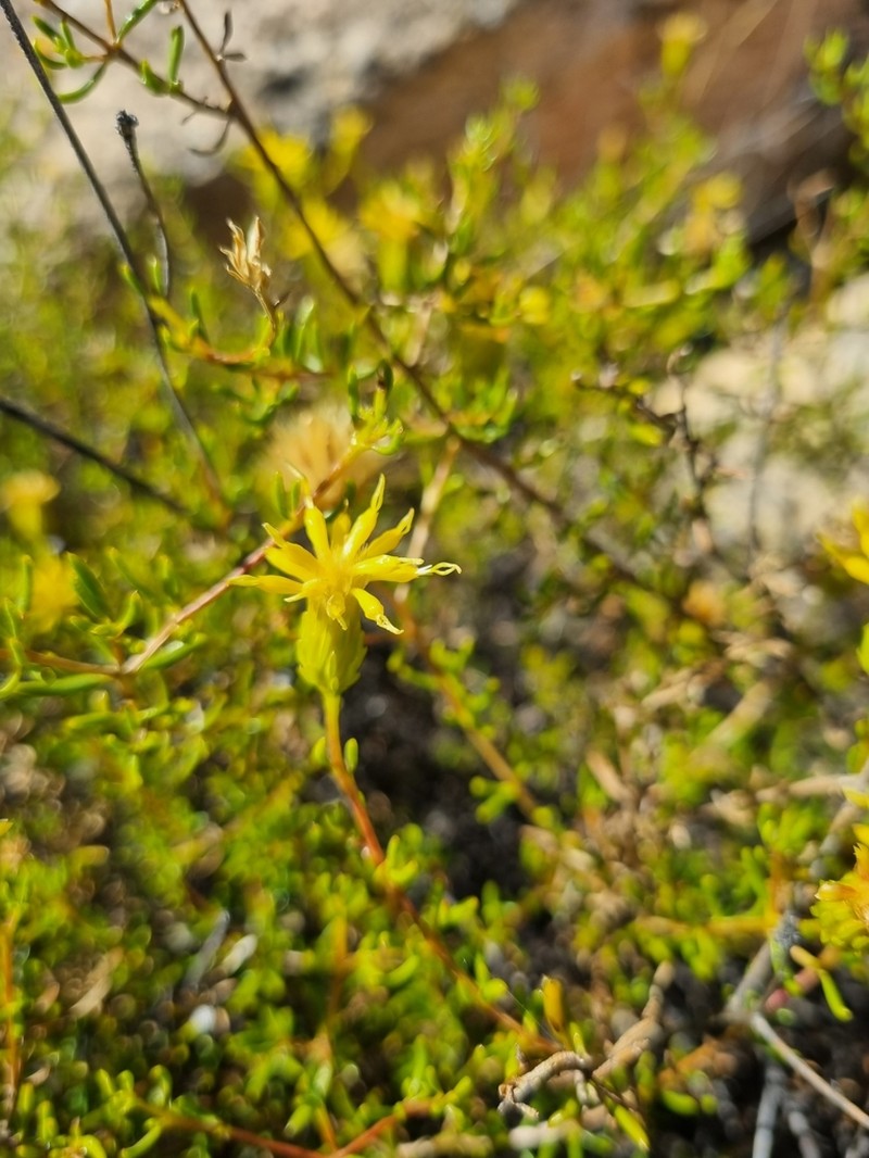 Pteronia cederbergensis photo 7