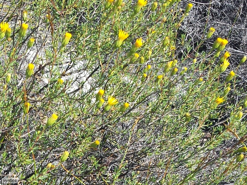Pteronia cederbergensis photo 8