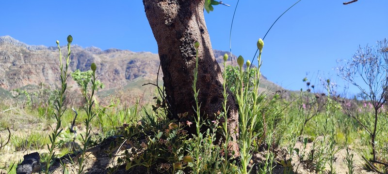 Pteronia centauroides photo 5
