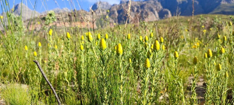 Pteronia centauroides photo 6