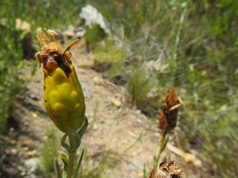 Pteronia centauroides photo 7