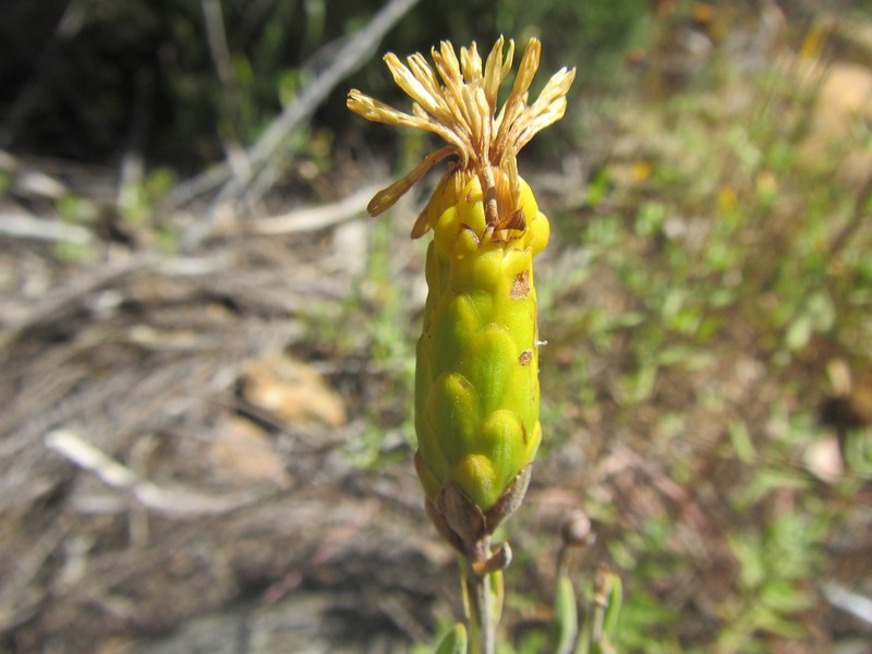 Pteronia centauroides photo 8