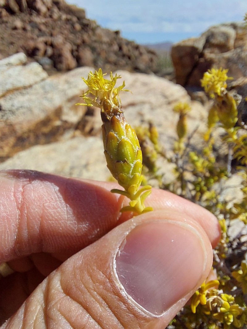 Pteronia ciliata