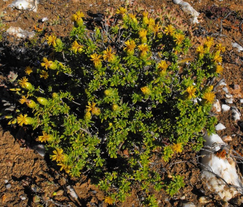 Pteronia ciliata photo 2