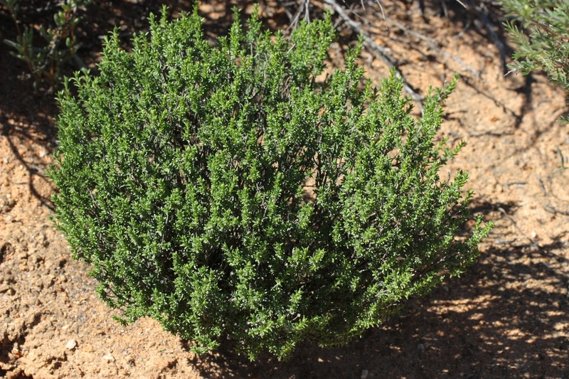 Pteronia ciliata photo 3