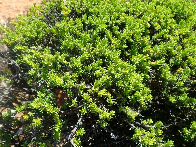 Pteronia ciliata photo 4