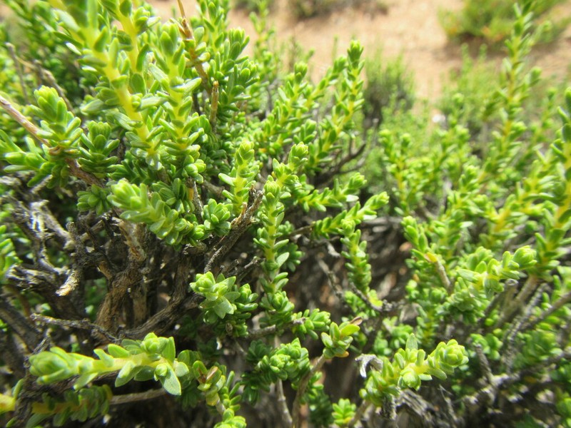 Pteronia ciliata photo 8