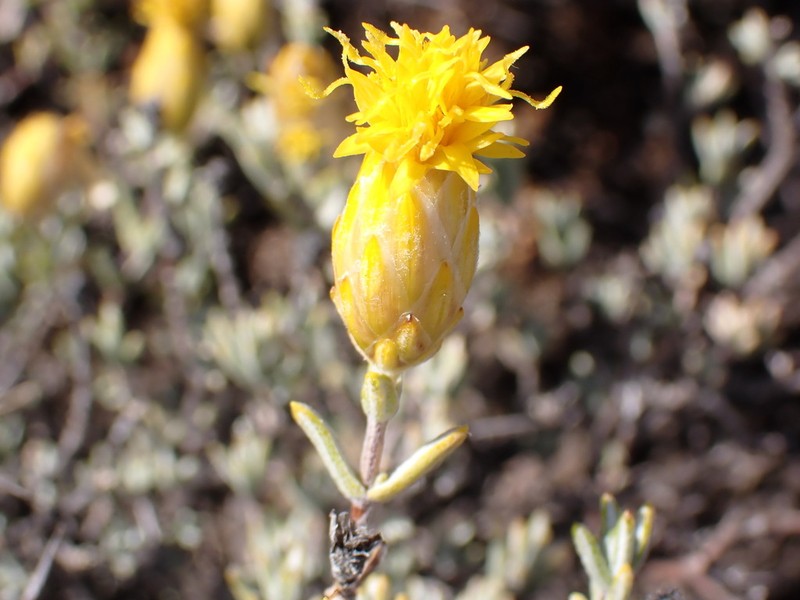 Pteronia cinerea