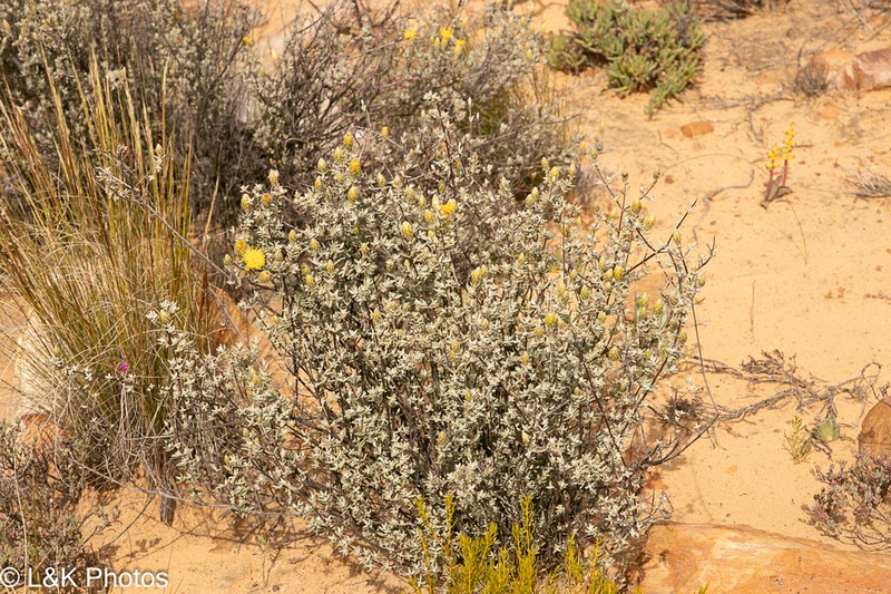 Pteronia cinerea photo 2