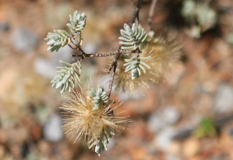 Pteronia cinerea photo 3