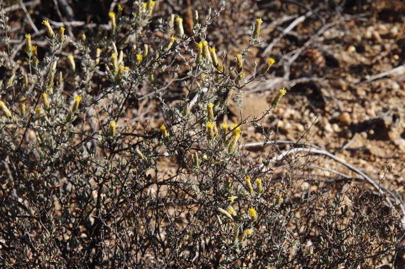 Pteronia cinerea photo 4