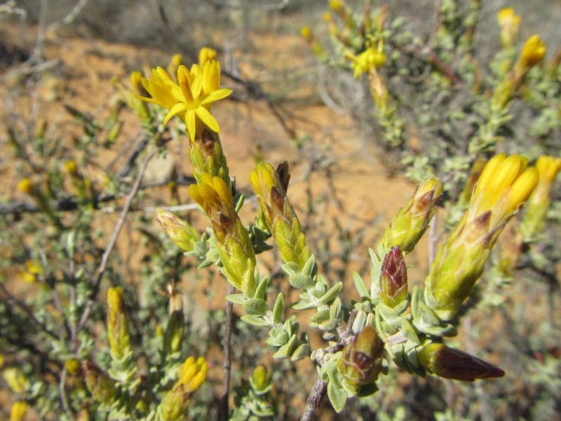 Pteronia cinerea photo 5