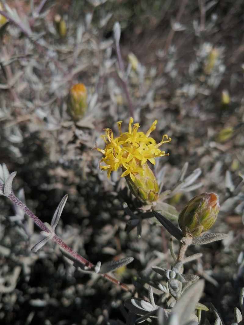 Pteronia cinerea photo 6