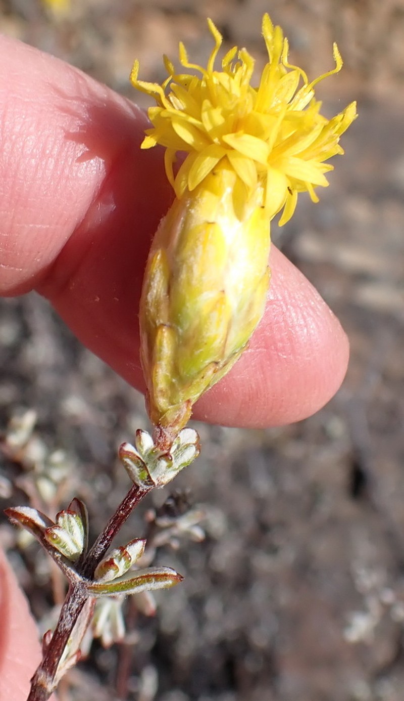 Pteronia cinerea photo 7