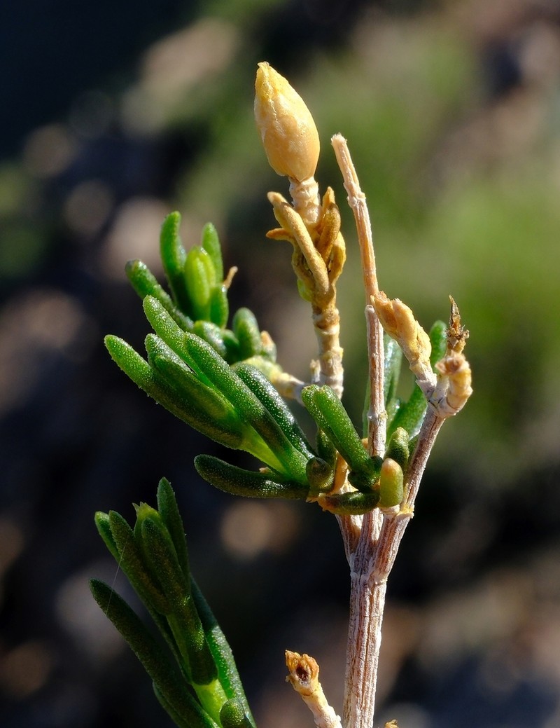 Pteronia cylindracea