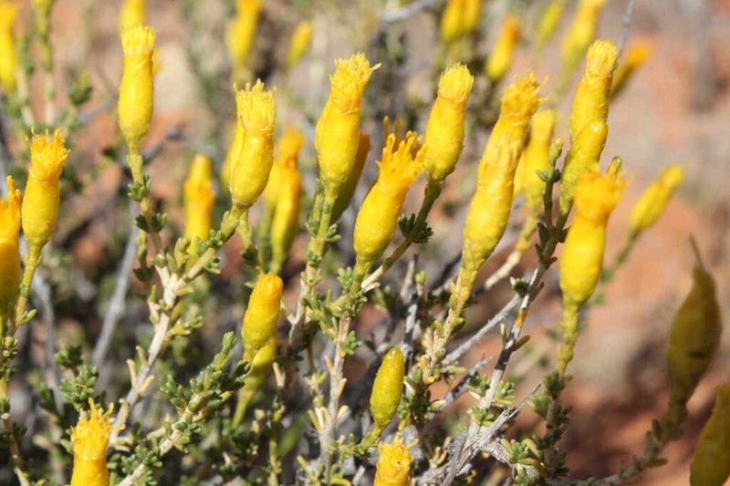 Pteronia cylindracea photo 2