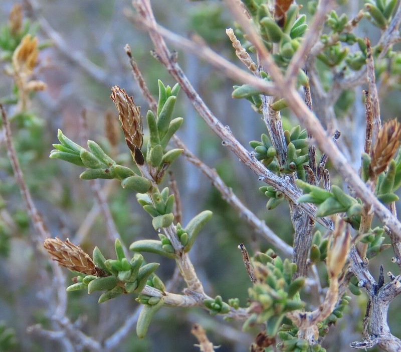 Pteronia cylindracea photo 3