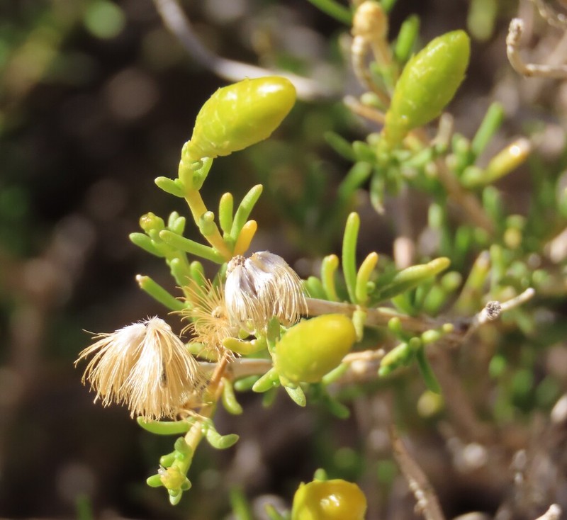 Pteronia cylindracea photo 4