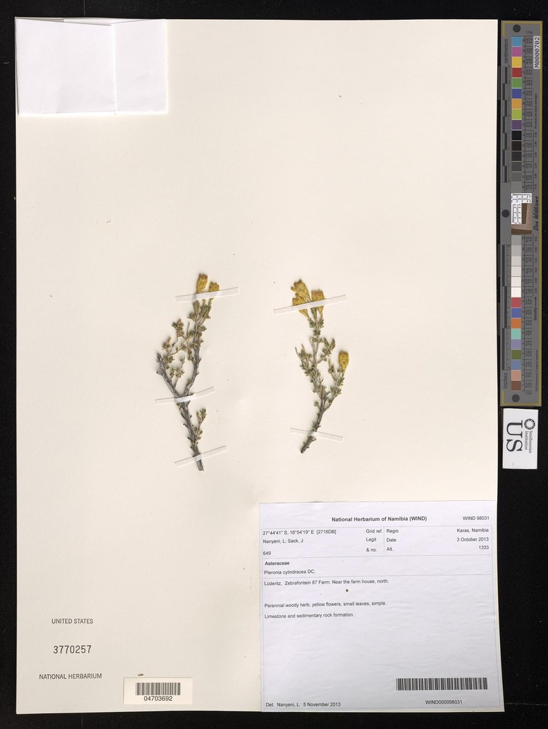Pteronia cylindracea photo 5