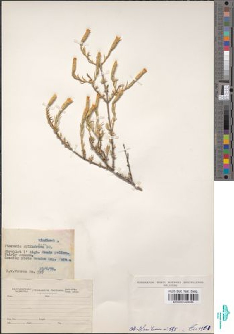 Pteronia cylindracea photo 6