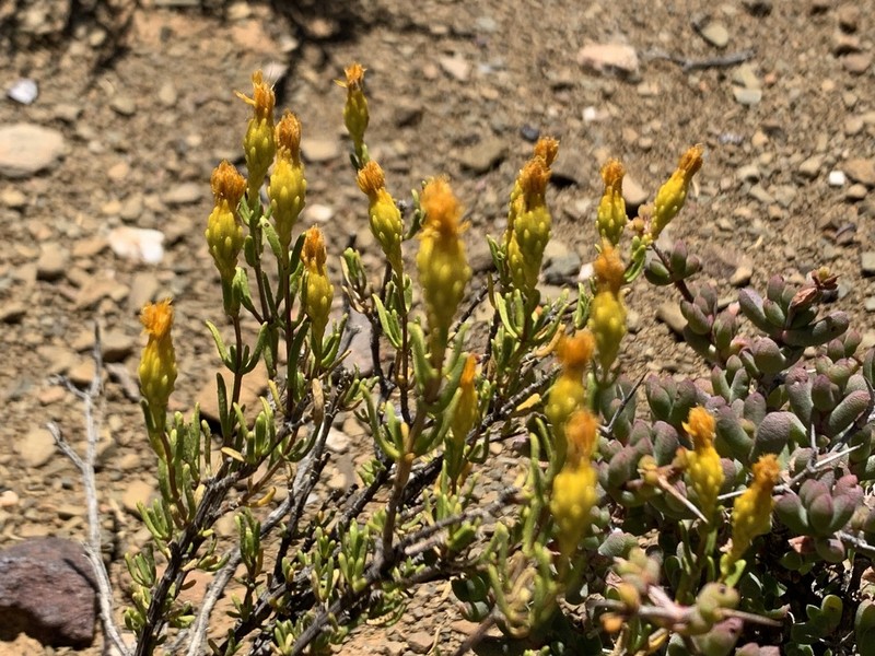 Pteronia decurrens