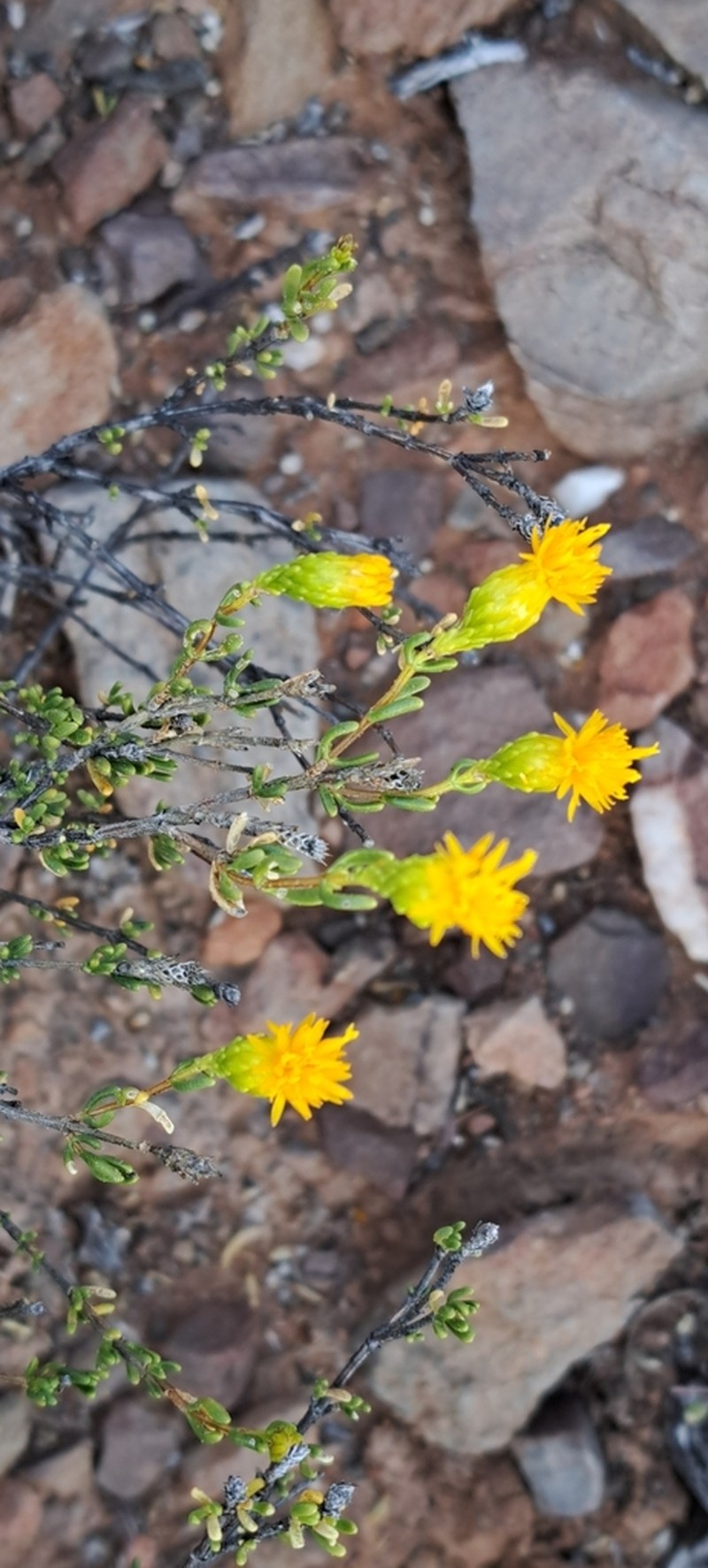 Pteronia decurrens photo 2
