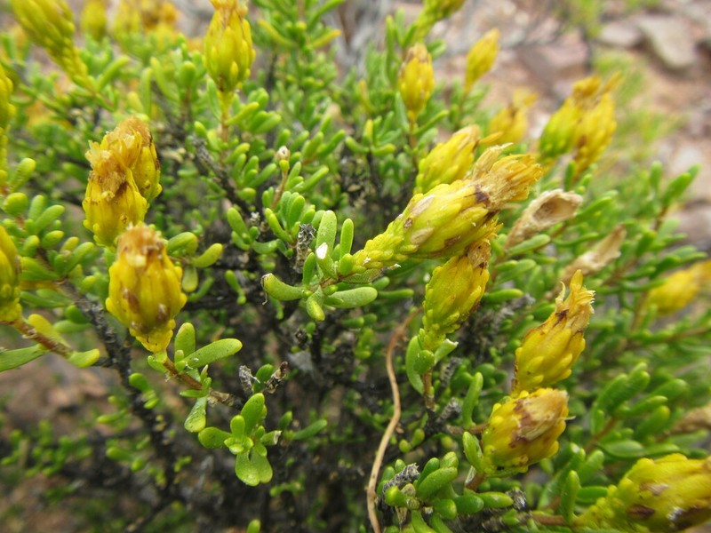 Pteronia decurrens photo 3