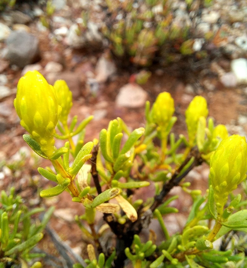 Pteronia decurrens photo 4