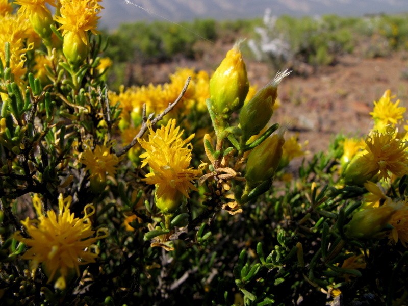 Pteronia decurrens photo 6