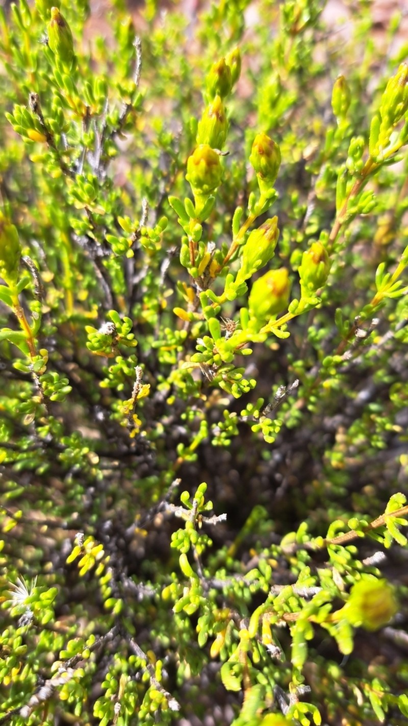 Pteronia decurrens photo 7