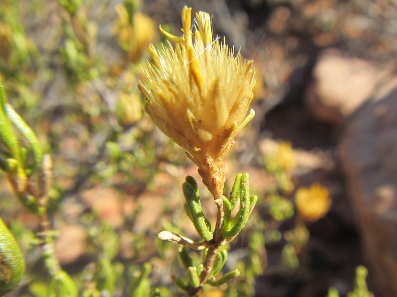 Pteronia decurrens photo 8
