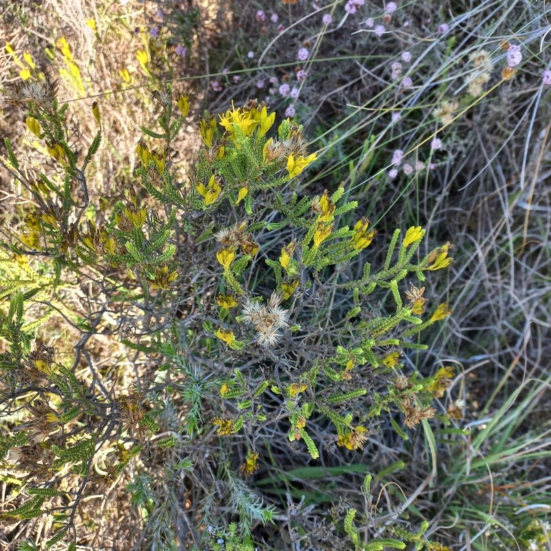 Pteronia diosmifolia photo 2
