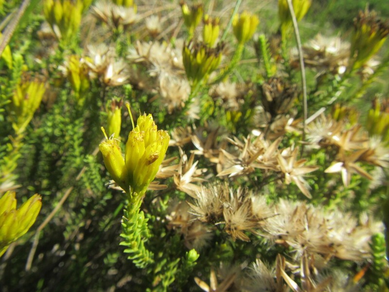 Pteronia diosmifolia photo 3