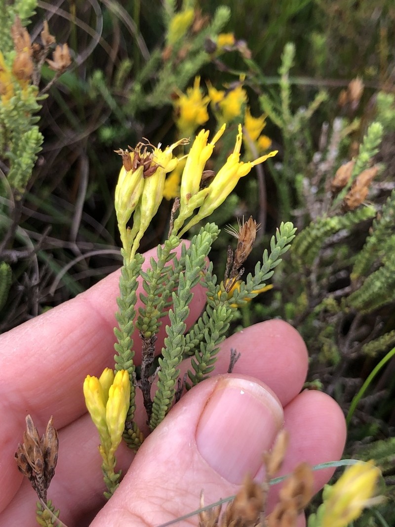 Pteronia diosmifolia photo 4