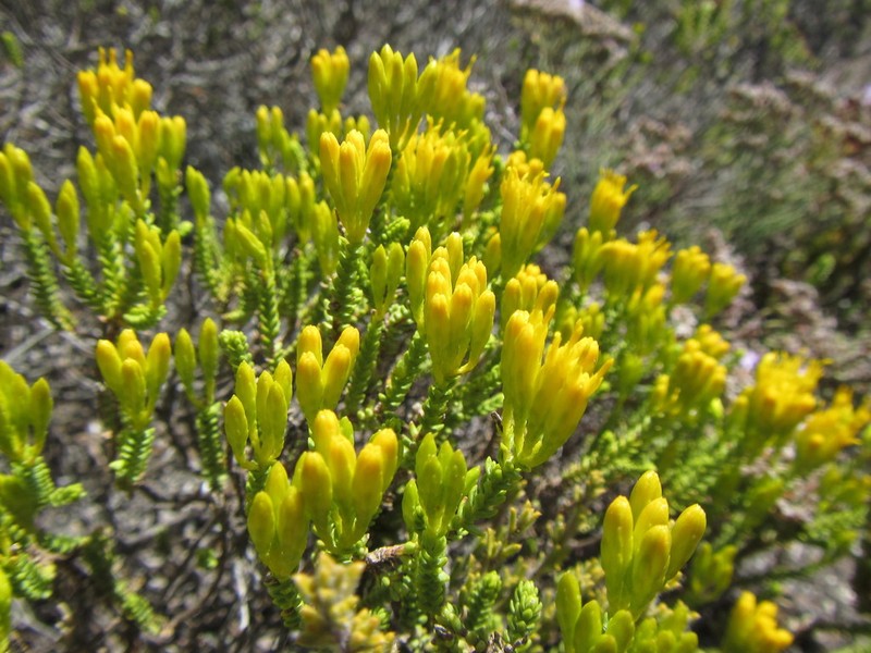 Pteronia diosmifolia photo 5
