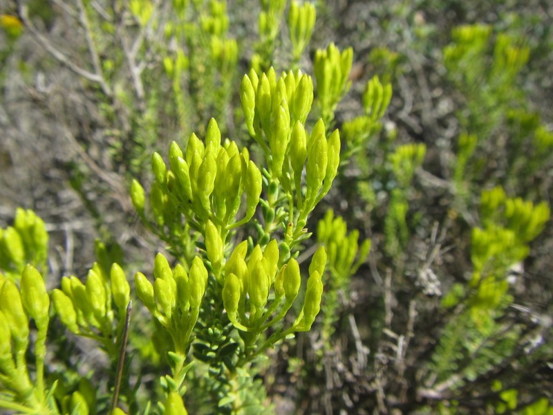 Pteronia diosmifolia photo 6