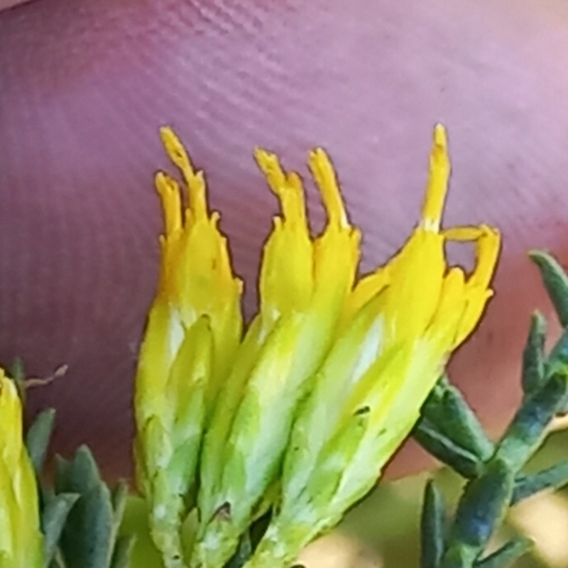 Pteronia diosmifolia photo 7