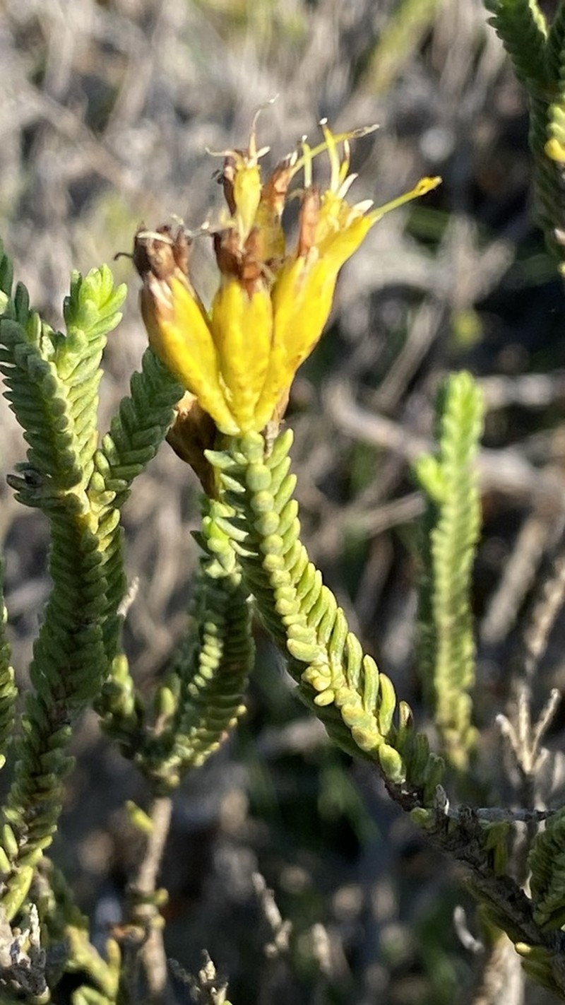 Pteronia diosmifolia photo 8
