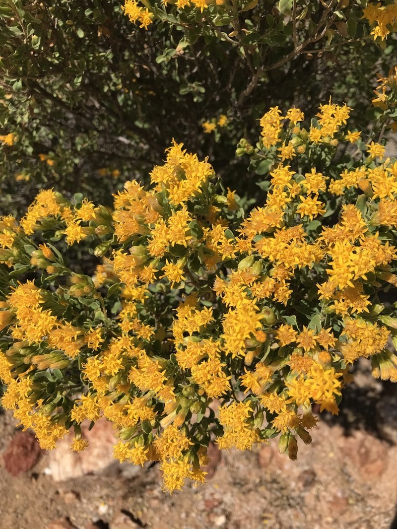 Pteronia divaricata photo 2