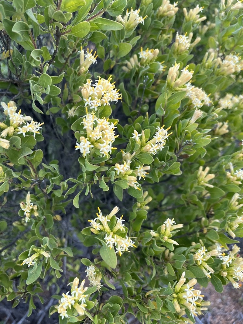 Pteronia divaricata photo 3