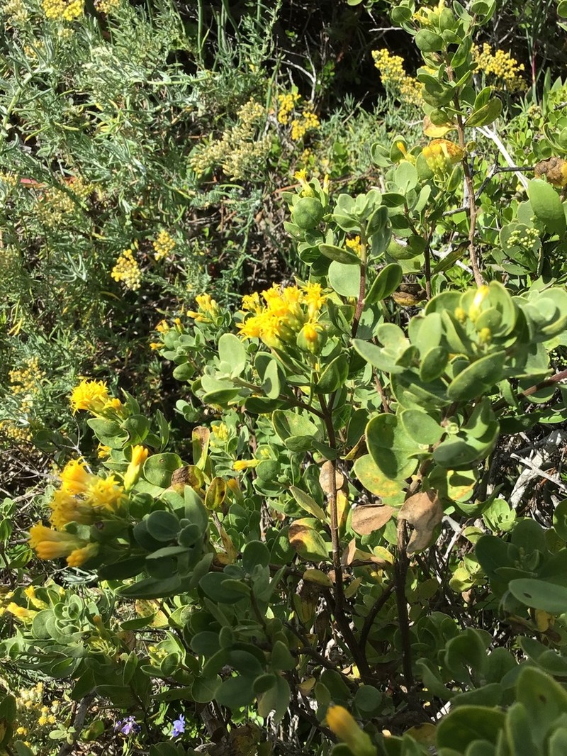 Pteronia divaricata photo 4
